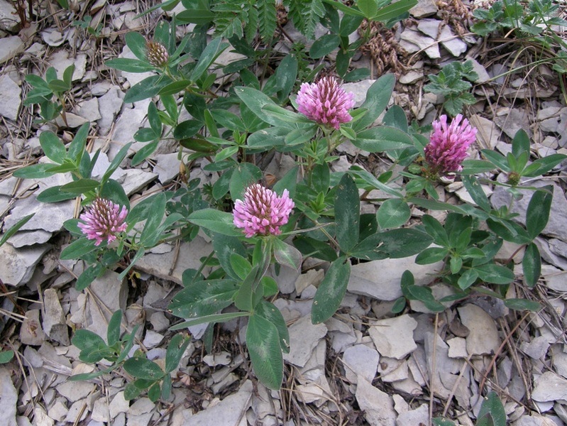 Изображение особи Trifolium pratense.