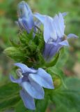 Lobelia siphilitica