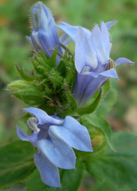 Image of Lobelia siphilitica specimen.