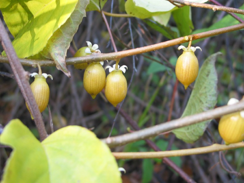 Изображение особи Actinidia polygama.