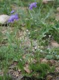 Scabiosa comosa. Цветущее растение. Бурятия, окр. Улан-Удэ. 25.07.2009.