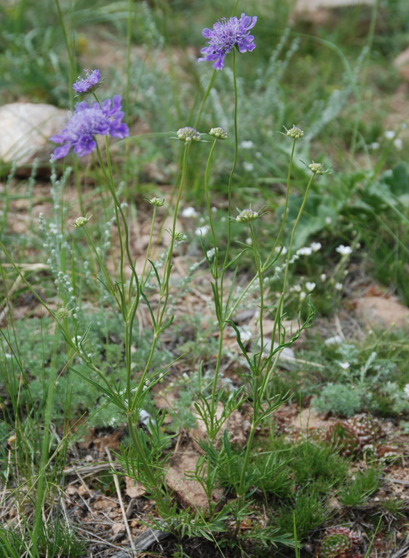 Изображение особи Scabiosa comosa.