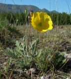 Papaver setosum