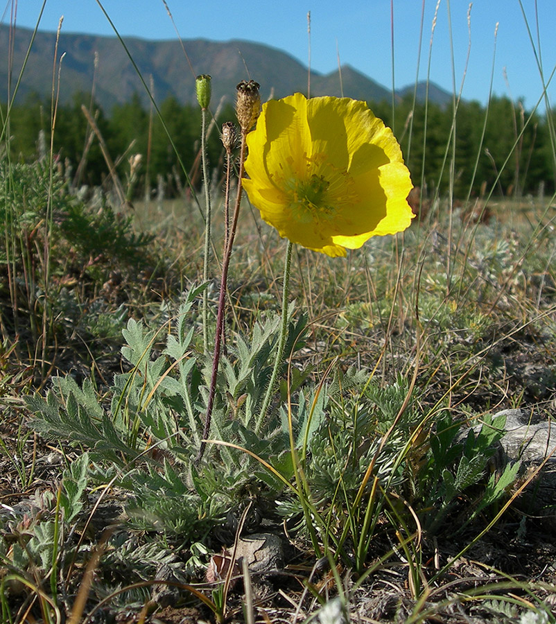 Изображение особи Papaver setosum.