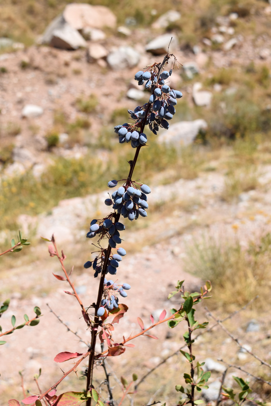 Image of Berberis integerrima specimen.