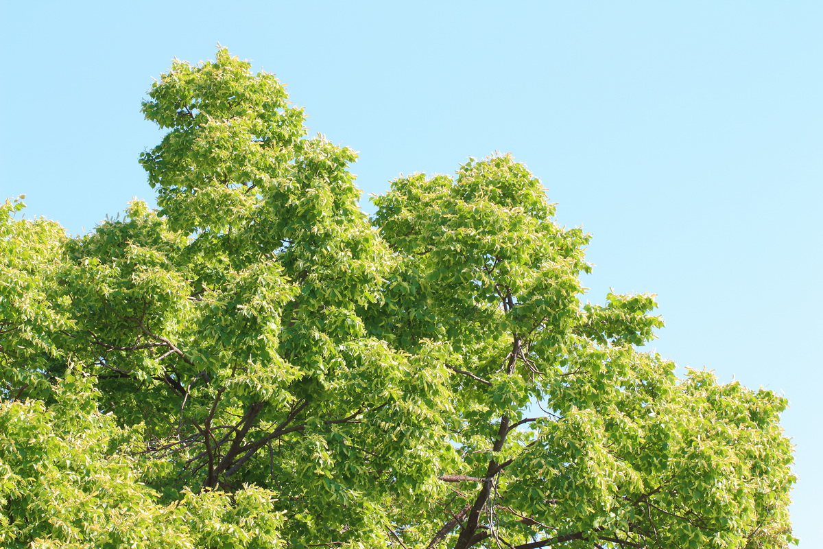 Изображение особи Tilia cordata.