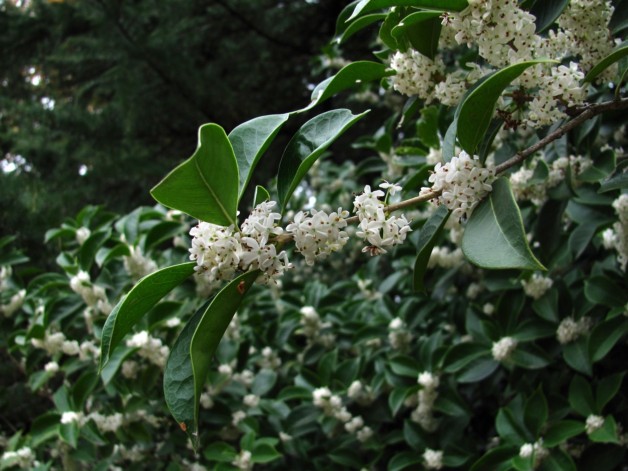 Изображение особи Osmanthus &times; fortunei.