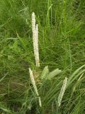 Phleum phleoides