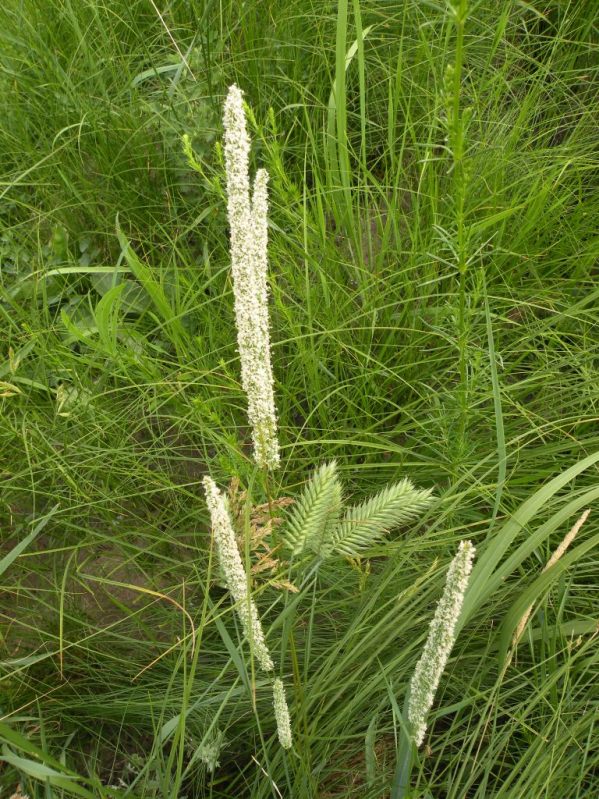 Image of Phleum phleoides specimen.