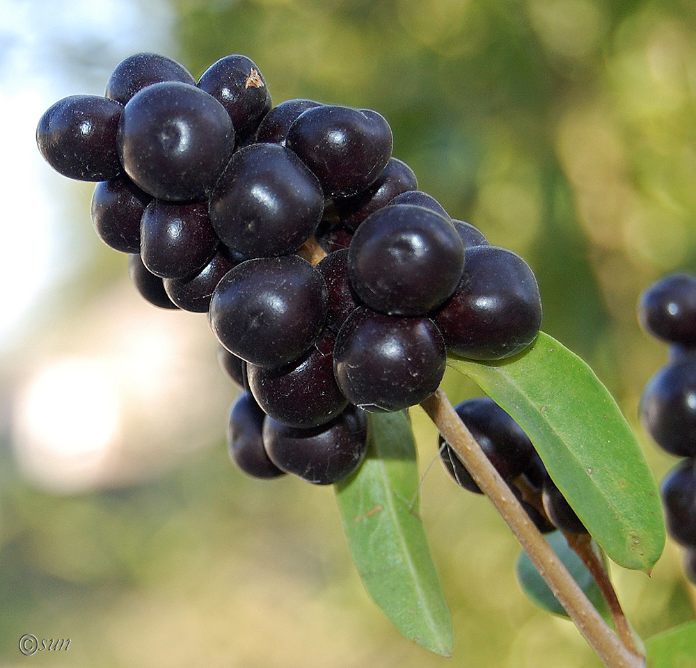 Изображение особи Ligustrum vulgare.