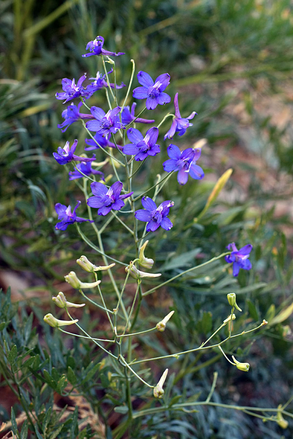 Изображение особи Delphinium longipedunculatum.