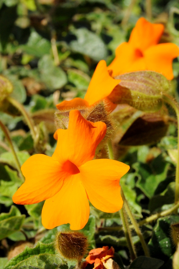 Image of Thunbergia gregorii specimen.