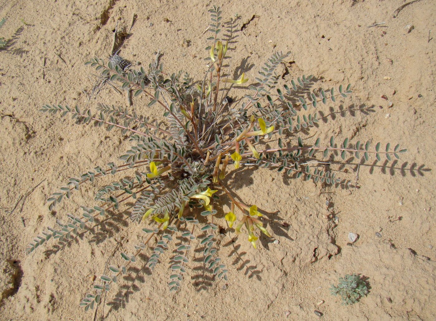 Image of Astragalus flexus specimen.