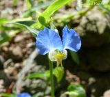 Commelina communis. Цветок. Приморский край, Уссурийский гор. округ. 17.08.2008.