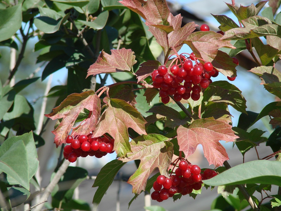 Image of Viburnum opulus specimen.