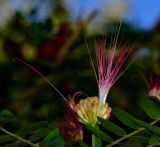 Calliandra haematocephala