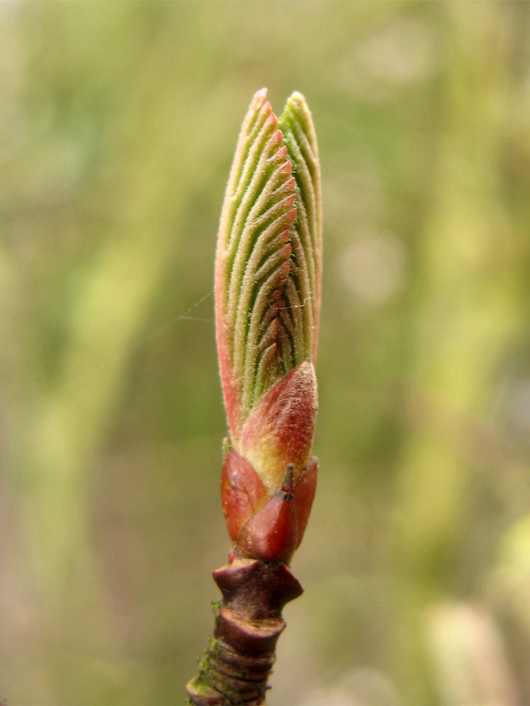 Image of Viburnum farreri specimen.