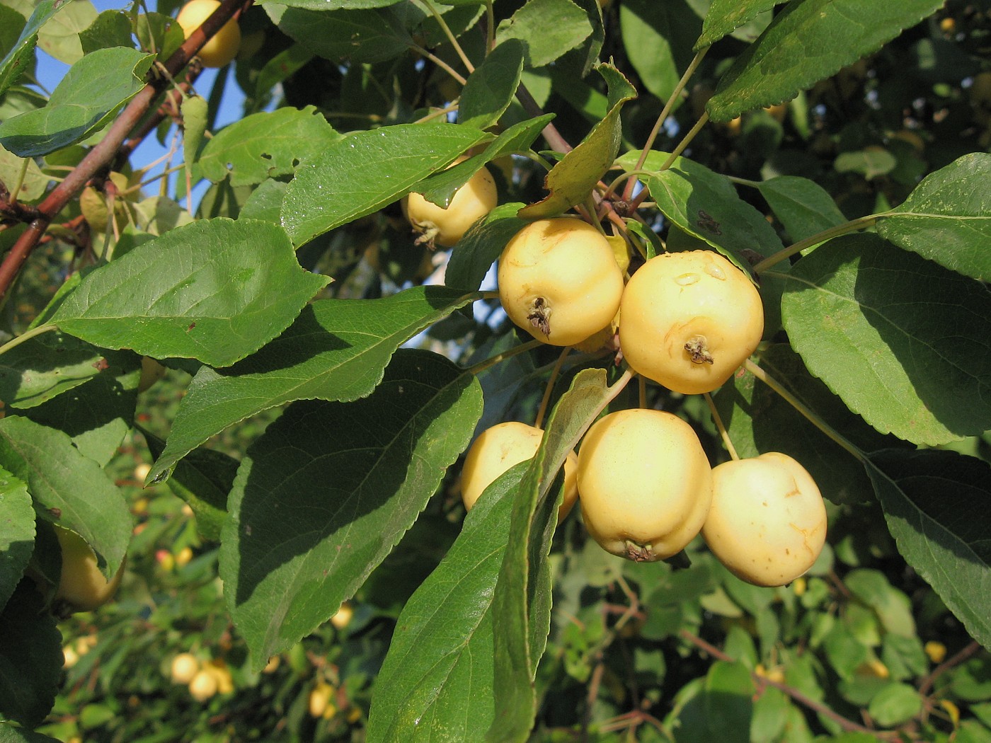 Изображение особи Malus prunifolia.