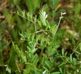 Vicia hirsuta
