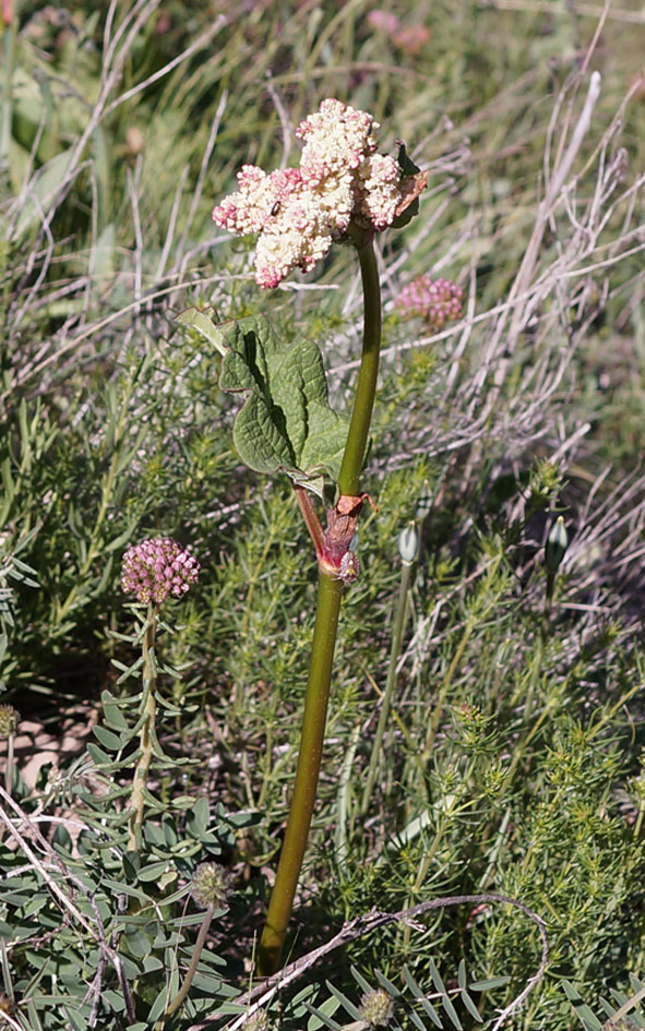 Image of Rheum wittrockii specimen.