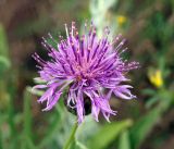 Centaurea adpressa. Соцветие. Кыргызстан, Нарынская обл., правый берег р. Нарын, окр. с. Ак-Булун, I надпойменная терраса. 05.07.2015.