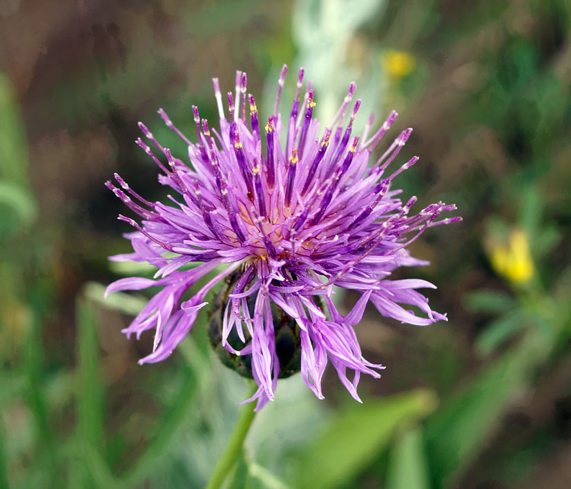 Image of Centaurea adpressa specimen.