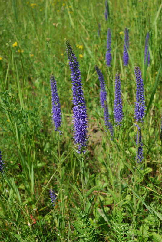 Изображение особи Veronica spicata.