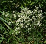 Galium boreale