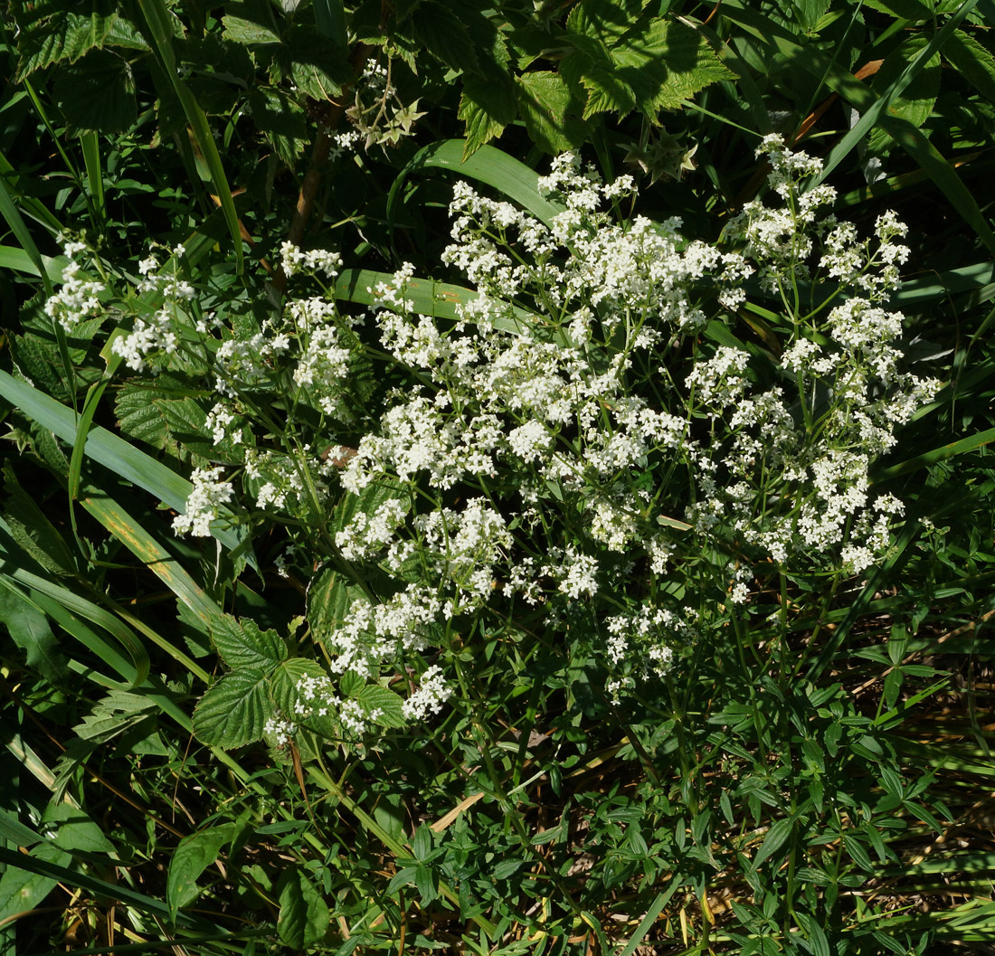 Image of Galium boreale specimen.