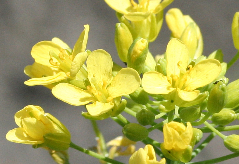 Image of Brassica rapa specimen.