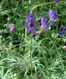 Aconitum ambiguum