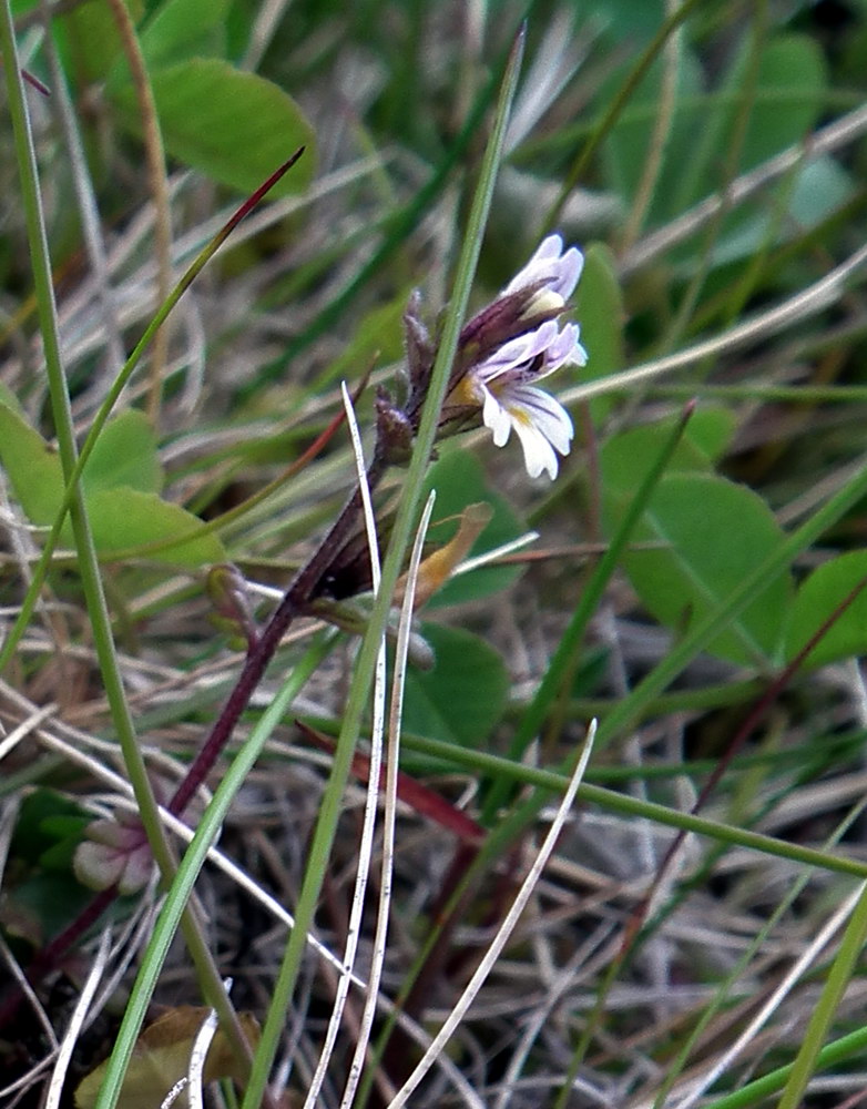 Изображение особи род Euphrasia.