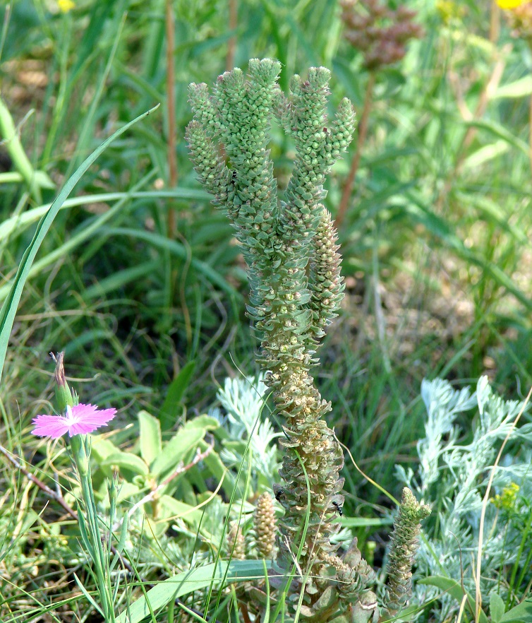 Image of Orostachys malacophylla specimen.