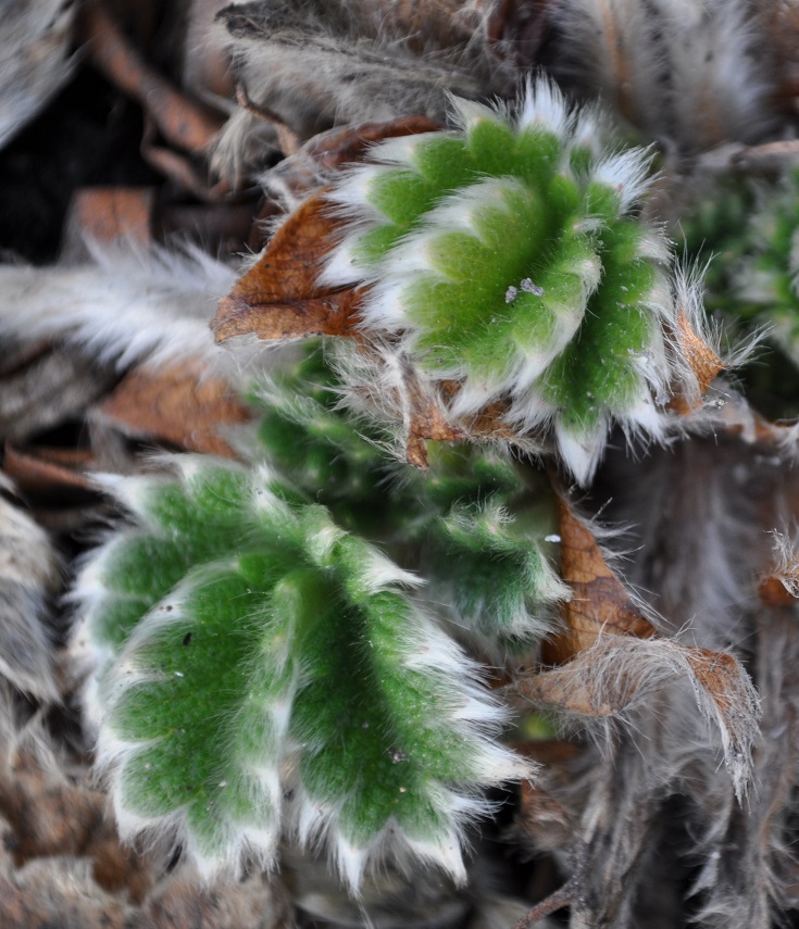 Image of Potentilla megalantha specimen.