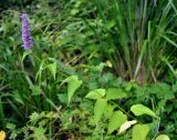 Agastache rugosa. Верхушка цветущего растения. Приморье, Лазовский р-н, окр. с. Чистоводное, опушка смешанного леса. 08.08.2015.