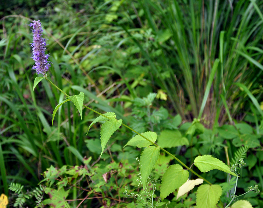 Изображение особи Agastache rugosa.