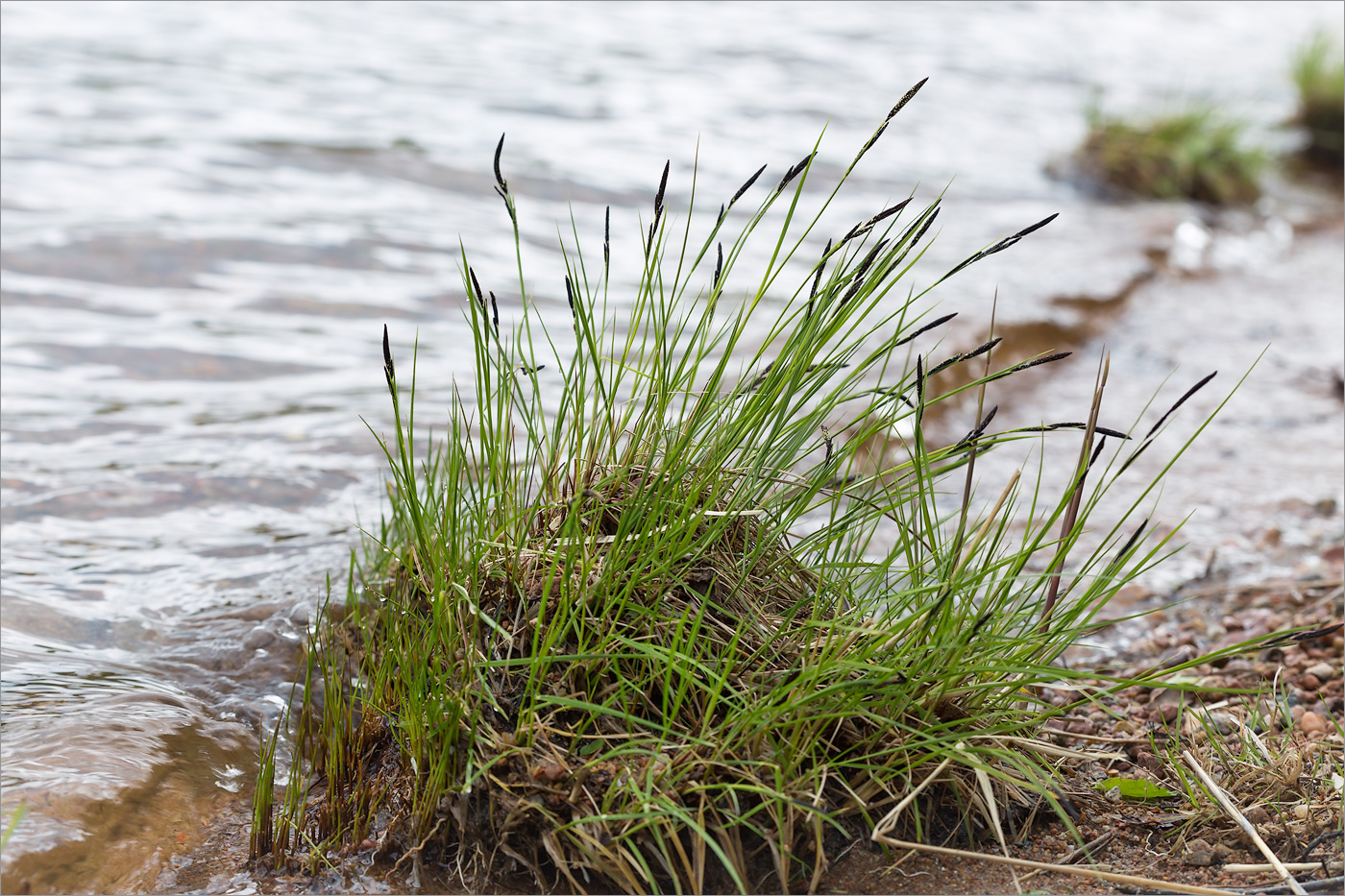 Изображение особи род Carex.