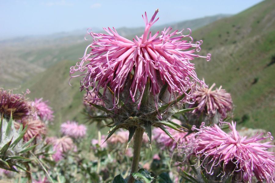 Image of Cousinia dshisakensis specimen.