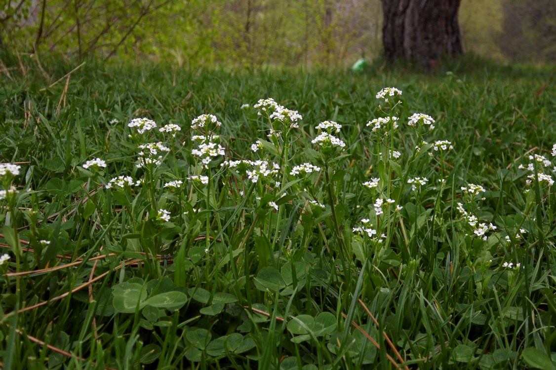 Изображение особи Calepina irregularis.