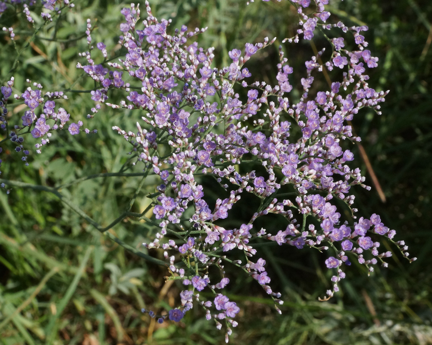 Изображение особи Limonium myrianthum.