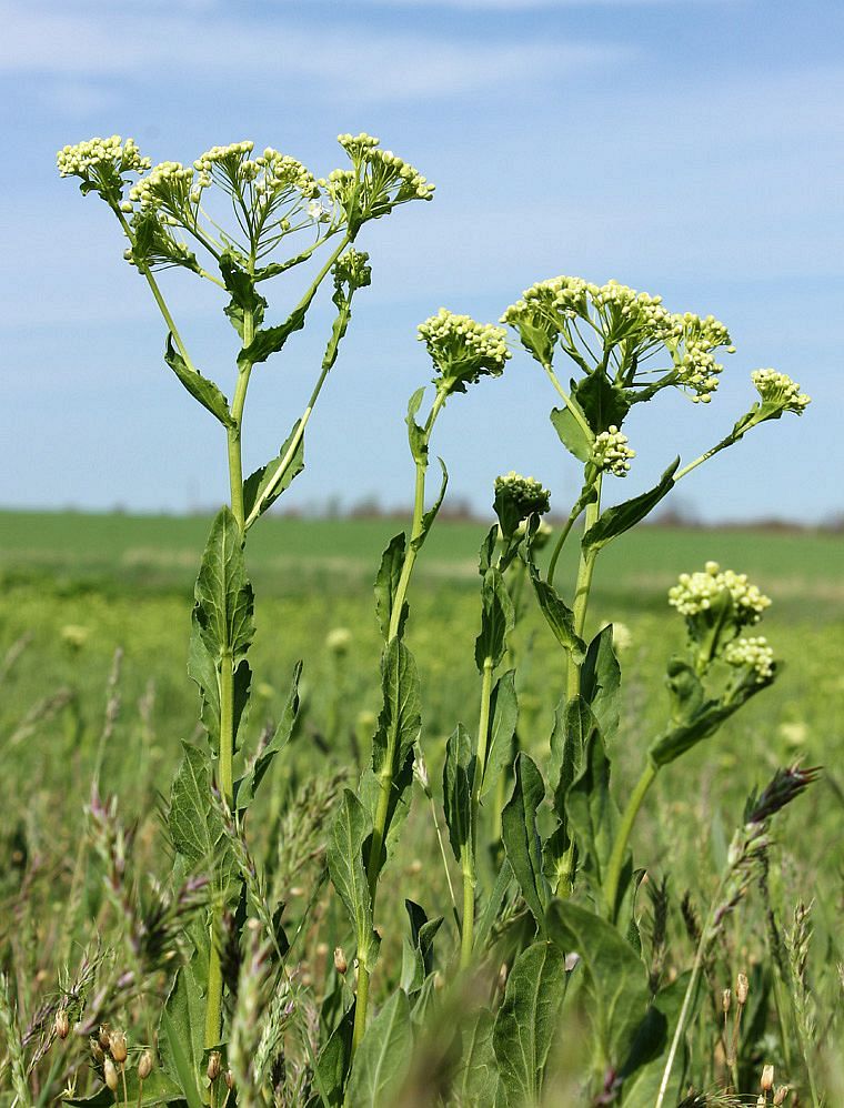 Image of Cardaria draba specimen.