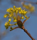 Acer platanoides. Верхушка побега с соцветием и раскрывающимися листьями. Московская обл., Одинцовский р-н, Звенигородская БС МГУ, елово-широколиственный лес. 30.04.2016.
