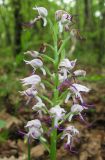 Orchis simia. Соцветие. Крым, окр. Балаклавы, пушистодубовый лес. 30 апреля 2016 г.