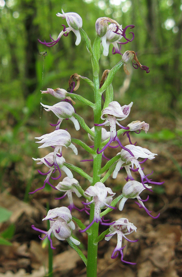 Image of Orchis simia specimen.