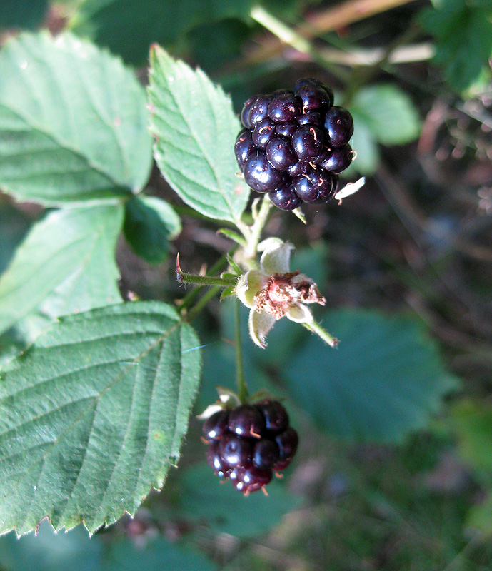 Изображение особи Rubus orthostachys.