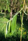 genus Salix