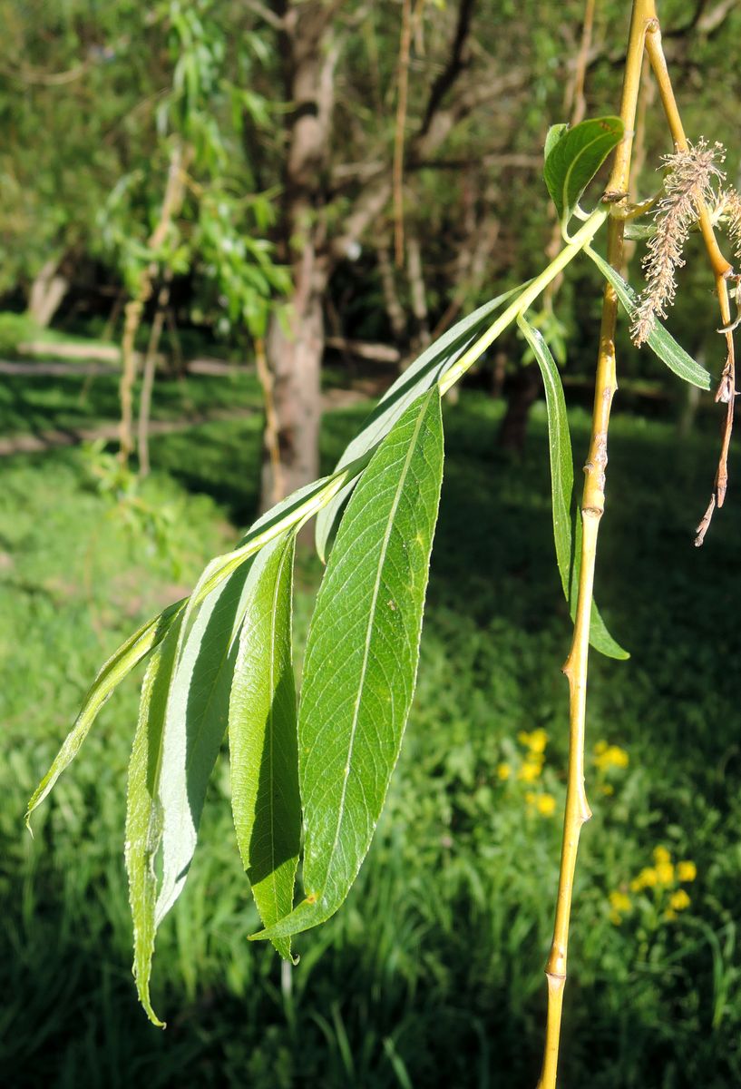 Image of genus Salix specimen.