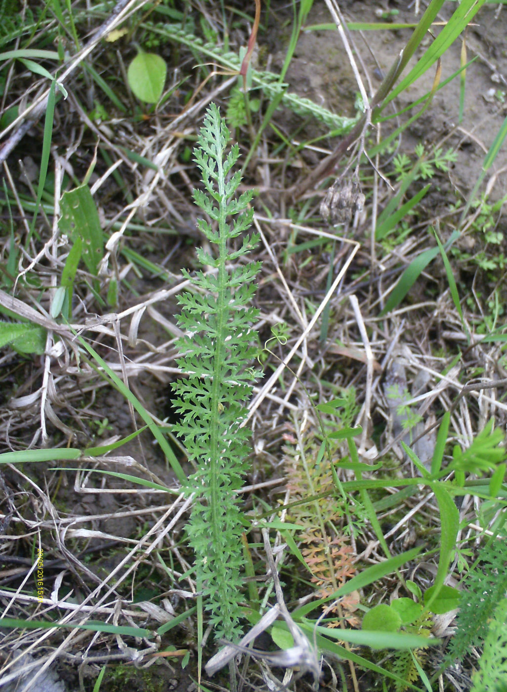 Изображение особи род Achillea.