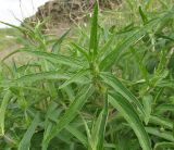 Phlomis pungens