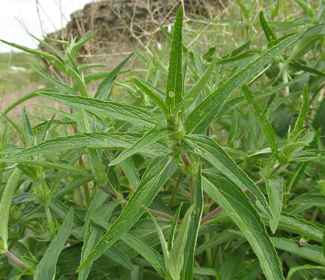 Image of Phlomis pungens specimen.